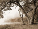 風景 景色 森の壁紙 輸入 カスタム壁紙 PHOTOWALL / Tree in a Fog - Sepia (e10079) 貼ってはがせるフリース壁紙(不織布) 【海外取り寄せのため1カ月程度でお届け】 【代引き不可】