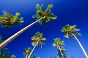 自然 トロピカル 砂浜 リゾートの壁紙 輸入 カスタム壁紙 PHOTOWALL / Palm Paradise (e1445) 貼ってはがせるフリース壁紙(不織布) 【海外取り寄せのため1カ月程度でお届け】 【代引き・後払い不可】