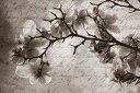 自然 花 フラワー フローラルの壁紙 輸入 カスタム壁紙 PHOTOWALL / Magnolia Memories - Sepia (e1485) 貼ってはがせるフリース壁紙(不織布) 【海外取り寄せのため1カ月程度でお届け】 【代引き・後払い不可】