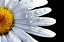 自然 花 フラワー フローラルの壁紙輸入 カスタム壁紙 PHOTOWALL / Daisy Close up (e1842)貼ってはがせるフリース壁紙(不織布)【海外取り寄せのため1カ月程度でお届け】【代引き不可】