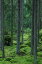 森の壁紙輸入 カスタム壁紙 PHOTOWALL / Woodland Path (e19429)貼ってはがせるフリース壁紙(不織布)【海外取り寄せのため1カ月程度でお届け】【代引き不可】.