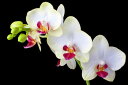 自然 花 フラワー フローラルの壁紙 輸入 カスタム壁紙 PHOTOWALL / White Orchids on Black Background (e24047) 貼ってはがせるフリース壁紙(不織布) 【海外取り寄せのため1カ月程度でお届け】 【代引き・後払い不可】