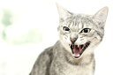 動物 アニマル 猫 ネコ ねこの壁紙 輸入 カスタム壁紙 PHOTOWALL / Angry Cat (e24124) 貼ってはがせるフリース壁紙(不織布) 【海外取り寄せのため1カ月程度でお届け】 【代引き不可】