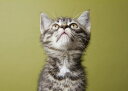 動物 アニマル 猫 ネコ ねこの壁紙 輸入 カスタム壁紙 PHOTOWALL / Wondering Kitten (e24635) 貼ってはがせるフリース壁紙(不織布) 【海外取り寄せのため1カ月程度でお届け】 【代引き・後払い不可】