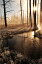風景 景色 森の壁紙輸入 カスタム壁紙 PHOTOWALL / Frosty Yellowstone Morning (e24814)貼ってはがせるフリース壁紙(不織布)【海外取り寄せのため1カ月程度でお届け】【代引き不可】