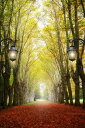 風景 景色 自然の壁紙 輸入 カスタム壁紙 PHOTOWALL / Alley with Trees (e40382) 貼ってはがせるフリース壁紙(不織布) 【海外取り寄せのため1カ月程度でお届け】 【代引き・後払い不可】