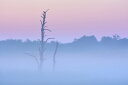 空 スカイの壁紙 輸入 カスタム壁紙 PHOTOWALL / Dead Tree in Morning Mist (e29506) 貼ってはがせるフリース壁紙(不織布) 【海外取り寄せのため1カ月程度でお届け】 【代引き不可】