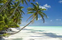風景 景色の壁紙 輸入 カスタム壁紙 PHOTOWALL / Lagoon and Palm Trees (e40242) 貼ってはがせるフリース壁紙(不織布) 【海外取り寄せのため1カ月程度でお届け】 【代引き不可】