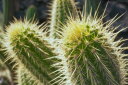 自然の壁紙 輸入 カスタム壁紙 PHOTOWALL / Golden Barrel Cactus (e24908) 貼ってはがせるフリース壁紙(不織布) 【海外取り寄せのため1カ月程度でお届け】 【代引き・後払い不可】