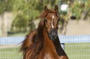 【最大5000円引クーポン配布中!2/16(日)1:59まで】動物 アニマル 馬 ウマの壁紙 輸入 カスタム壁紙 PHOTOWALL / Arabian with Stripe (e29777) 貼ってはがせるフリース壁紙(不織布) 【海外取り寄せのため1カ月程度でお届け】 【代引き不可】