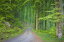 風景 景色 自然の壁紙輸入 カスタム壁紙 PHOTOWALL / Beech Forest Road (e41141)貼ってはがせるフリース壁紙(不織布)【海外取り寄せのため1カ月程度でお届け】【代引き不可】