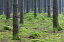 風景 景色 自然の壁紙輸入 カスタム壁紙 PHOTOWALL / Fir Tree Trunk (e41147)貼ってはがせるフリース壁紙(不織布)【海外取り寄せのため1カ月程度でお届け】【代引き不可】