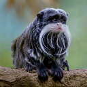 動物 アニマル 猿 サル さるの壁紙 輸入 カスタム壁紙 PHOTOWALL / Portrait of a Blackchinned Emperor Tamarin (e31122) 貼ってはがせるフリース壁紙(不織布) 【海外取り寄せのため1カ月程度でお届け】 【代引き不可】