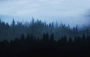 森 空の壁紙 輸入 カスタム壁紙 PHOTOWALL / Forest of Dreams (e310323) 貼ってはがせるフリース壁紙(不織布) 【海外取り寄せのため1カ月程度でお届け】 【代引き・後払い不可】