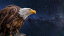 ワシ 鷲 鳥の壁紙輸入 カスタム壁紙 PHOTOWALL / The Bald Eagle (e310475)貼ってはがせるフリース壁紙(不織布)【海外取り寄せのため1カ月程度でお届け】【代引き不可】