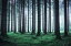 森林 霧 自然の壁紙輸入 カスタム壁紙 PHOTOWALL / Foggy Forest (e310478)貼ってはがせるフリース壁紙(不織布)【海外取り寄せのため1カ月程度でお届け】【代引き不可】