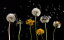 タンポポ 綿毛 花の壁紙輸入 カスタム壁紙 PHOTOWALL / Dandelion (e310520)貼ってはがせるフリース壁紙(不織布)【海外取り寄せのため1カ月程度でお届け】【代引き不可】【海外取り寄せ送料無料・国内送料のみでお届け】