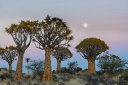 クイバーツリー 木 空 月の壁紙 輸入 カスタム壁紙 PHOTOWALL / Quiver Trees and the Moon (e310387) 貼ってはがせるフリース壁紙(不織布) 【海外取り寄せのため1カ月程度でお届け】 【代引き不可】