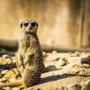 アニマル動物 ミーアキャットの壁紙 輸入 カスタム壁紙 PHOTOWALL / Standing Meerkat (e310643) 貼ってはがせるフリース壁紙(不織布) 【海外取り寄せのため1カ月程度でお届け】 【代引き不可】