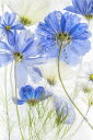 青 ブルー 花 フラワー の壁紙輸入 カスタム壁紙 PHOTOWALL / Cosmos Blue (e311121)貼ってはがせるフリース壁紙(不織布)【海外取り寄せのため1カ月程度でお届け】【代引き不可】