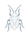 昆虫 カゲロウ 白 ホワイト ブルーグレー の壁紙 輸入 カスタム壁紙 PHOTOWALL / Stinkfly (e41217) 貼ってはがせるフリース壁紙(不織布) 【海外取り寄せのため1カ月程度でお届け】 【代引き・後払い不可】