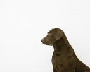 犬 ワイマラナー ドッグの壁紙 輸入 カスタム壁紙 PHOTOWALL / I See You (e313293) 貼ってはがせるフリース壁紙(不織布) 【海外取り寄せのため1カ月程度でお届け】 【代引き・後払い不可】