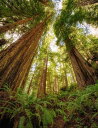 レッドウッド 森林 自然の壁紙 輸入 カスタム壁紙 PHOTOWALL / Redwood Forest (e313884) 貼ってはがせるフリース壁紙(不織布) 【海外取り寄せのため1カ月程度でお届け】 【代引き不可】