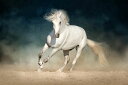 馬 ウマ 白馬 動物の壁紙 輸入 カスタム壁紙 PHOTOWALL / White Andalusian Horse (e316496) 貼ってはがせるフリース壁紙(不織布) 【海外取り寄せのため1カ月程度でお届け】 【代引き・後払い不可】