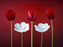 チューリップ 花 赤 レッド 白 ホワイトの壁紙 輸入 カスタム壁紙 PHOTOWALL / Tulips Arrangement (e321041) 貼ってはがせるフリース壁紙(不織布) 【海外取り寄せのため1カ月程度でお届け】 【代引き・後払い不可】