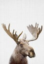 トナカイ 動物 キッズルーム こども部屋の壁紙 輸入 カスタム壁紙 PHOTOWALL / Moose (e322765) 貼ってはがせるフリース壁紙(不織布) 【海外取り寄せのため1カ月程度でお届け】 【代引き・後払い不可】