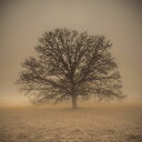 木 シルエット ベージュ 茶 ブラウン ビンテージの壁紙 輸入 カスタム壁紙 PHOTOWALL / Epic Tree (e321079) 貼ってはがせるフリース壁紙(不織布) 【海外取り寄せのため1カ月程度でお届け】 【代引き不可】