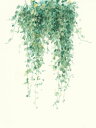 植物 葉 ツタ 水彩画 ナチュラル 緑 グリーンの壁紙 輸入 カスタム壁紙 PHOTOWALL / Trailing Vines (e319074) 貼ってはがせるフリース壁紙(不織布) 【海外取り寄せのため1カ月程度でお届け】 【代引き不可】