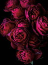 バラ 花 赤 レッド ピンク 黒 ブラックの壁紙 輸入 カスタム壁紙 PHOTOWALL / Cabbage Roses (e319104) 貼ってはがせるフリース壁紙(不織布) 【海外取り寄せのため1カ月程度でお届け】 【代引き・後払い不可】