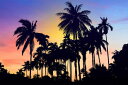 ヤシの木 パームツリー 植物 木 トロピカル ボタニカル シルエットの壁紙 輸入 カスタム壁紙 PHOTOWALL / Coastal Palms (e321536) 貼ってはがせるフリース壁紙(不織布) 【海外取り寄せのため1カ月程度でお届け】 【代引き・後払い不可】