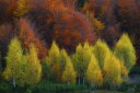 森 紅葉 自然 風景の壁紙 輸入 カスタム壁紙 PHOTOWALL / Nimbrethil (e323821) 貼ってはがせるフリース壁紙(不織布) 【海外取り寄せのため1カ月程度でお届け】 【代引き・後払い不可】