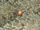 クマノミ イソギンチャク 魚 海の壁紙 輸入 カスタム壁紙 PHOTOWALL / Amphiprion Ocellaris (e323922) 貼ってはがせるフリース壁紙(不織布) 【海外取り寄せのため1カ月程度でお届け】 【代引き不可】