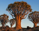 アロエ・ディコトマ 木 空 自然 風景 オレンジの壁紙 輸入 カスタム壁紙 PHOTOWALL / Quiver Trees at Sunrise (e324582) 貼ってはがせるフリース壁紙(不織布) 【海外取り寄せのため1カ月程度でお届け】 【代引き・後払い不可】