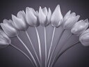 チューリップ 花 モノクロ モノトーン 灰色 グレーの壁紙 輸入 カスタム壁紙 PHOTOWALL / Tulips (e326352) 貼ってはがせるフリース壁紙(不織布) 【海外取り寄せのため1カ月程度でお届け】 【代引き不可】