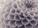 バラ 花 花びらの壁紙 輸入 カスタム壁紙 PHOTOWALL / Dahlias (e326328) 貼ってはがせるフリース壁紙(不織布) 【海外取り寄せのため1カ月程度でお届け】 【代引き・後払い不可】