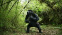 チンパンジー 猿 サル ジャングル 森 緑 グリーンの壁紙 輸入 カスタム壁紙 PHOTOWALL / Mountain Gorilla (e327018) 貼ってはがせるフリース壁紙(不織布) 【海外取り寄せのため1カ月程度でお届け】 【代引き不可】