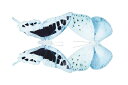 蝶 チョウチョ レントゲン アート 青 ブルーの壁紙 輸入 カスタム壁紙 PHOTOWALL / Miss Butterfly X-Ray - Duo Cloanthaea (e328560) 貼ってはがせるフリース壁紙(不織布) 【海外取り寄せのため1カ月程度でお届け】 【代引き・後払い不可】