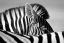 シマウマ 動物 モノクロ モノトーン 白黒の壁紙 輸入 カスタム壁紙 PHOTOWALL / Curious Zebra (e328172) 貼ってはがせるフリース壁紙(不織布) 【海外取り寄せのため1カ月程度でお届け】 【代引き・後払い不可】