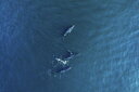 海 クジラ 青 ブルーの壁紙 輸入 カスタム壁紙 PHOTOWALL / Arabian Humpback Whale (e332206) 貼ってはがせるフリース壁紙(不織布) 【海外取寄せ商品】 【代引き・後払い不可】