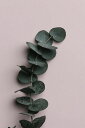 ユーカリ 葉 植物 ボタニカル ピンクの壁紙 輸入 カスタム壁紙 PHOTOWALL / Eucalyptus Pink (e332241) 貼ってはがせるフリース壁紙(不織布) 【海外取寄せ商品】 【代引き・後払い不可】