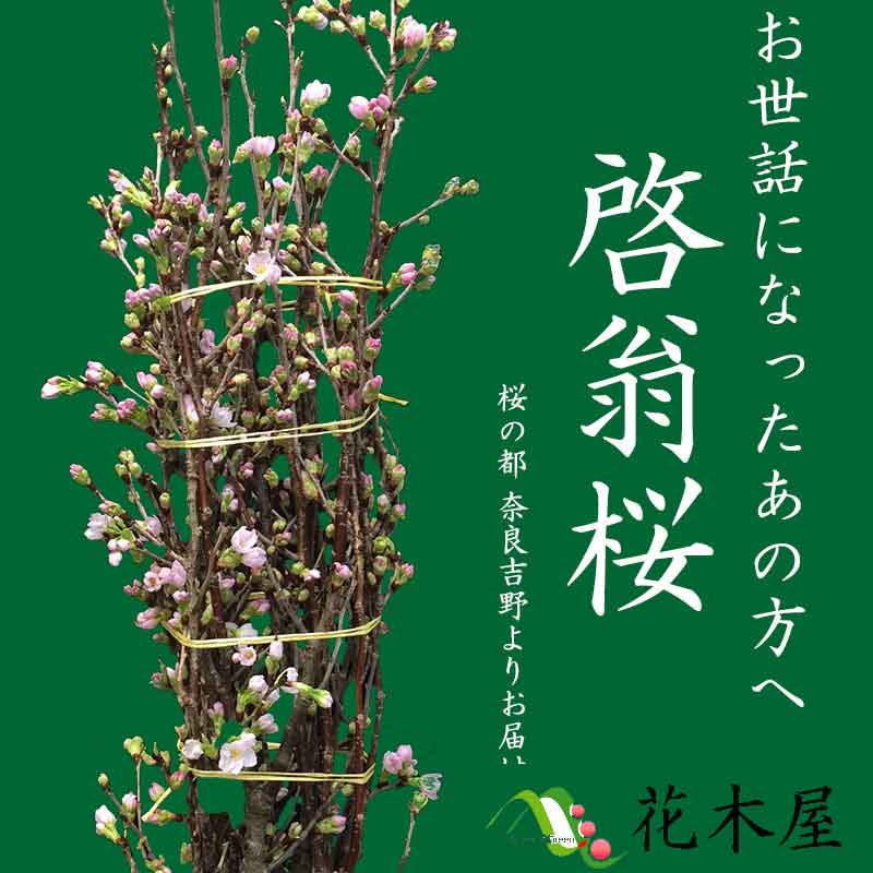 【2017年12月20日より出荷】 啓翁桜 高さ 約1.15m 1本 生花【楽ギフ_包装】【楽ギフ_のし宛書】【楽ギフ_メッセ入力】