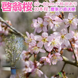 啓翁桜 高さ1m〜0.6m 小<strong>枝</strong> 1束 10本程度 切花 訳あり お花見 花見 家 室内 飾り ケイオウ桜 sakura 桜 さくら サクラ 敬翁桜