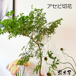 <strong>枝</strong>もの アセビ 馬酔木 切花 生花 <strong>枝</strong> <strong>枝</strong>物 80cm～ グリーン