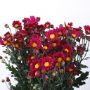 小菊 赤 60〜75センチ 10本 切花 生花...