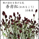 われもこう 80cm程度 10本 生花 切花