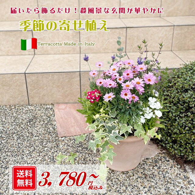 【送料無料】イタリア製テラコッタ9号鉢に季節の草花を寄せ植えしてお届け！